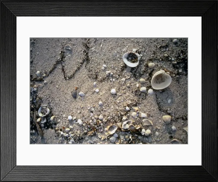 Framed Print : Shells on a sandy beach Framed Print : Shells on a sandy beach