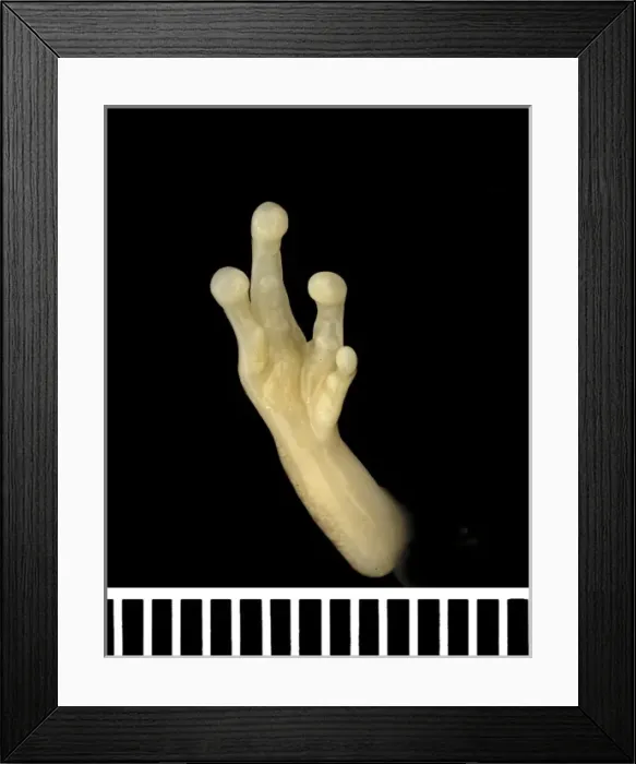 Framed Print : Tanzanian leaf folding frog Framed Print : Tanzanian leaf folding frog