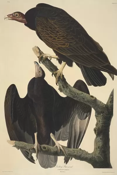 Cathartes aura, turkey vulture