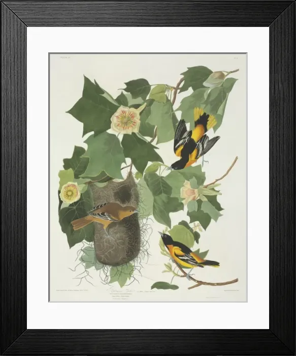 Framed Print : Icterus galbula, Baltimore oriole Framed Print : Icterus galbula, Baltimore oriole