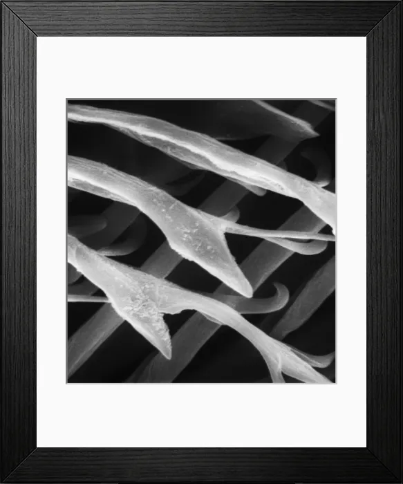 Framed Print : Feather detail Framed Print : Feather detail