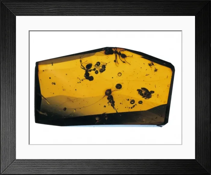 Framed Print : Iridomyrmex geinitzi, ants in amber Framed Print : Iridomyrmex geinitzi, ants in amber