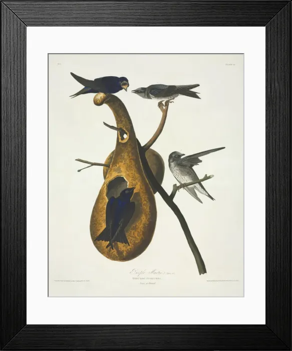 Framed Print : Progne subis, purple martin Framed Print : Progne subis, purple martin