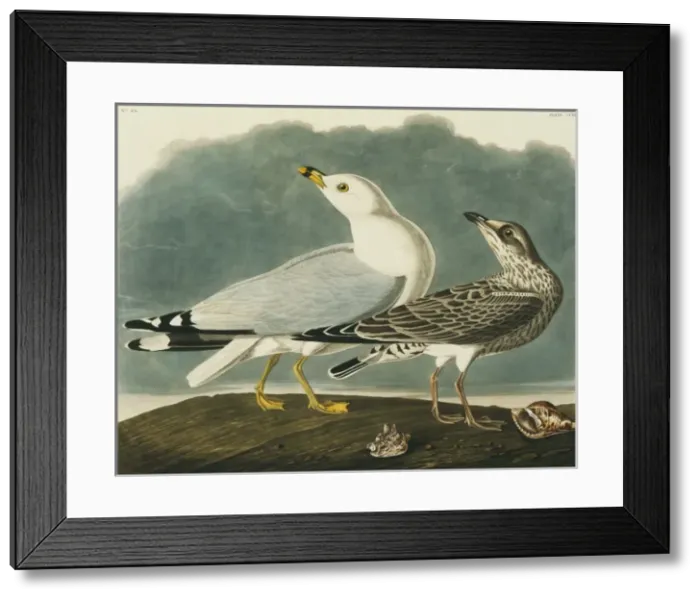 Framed Print : Larus delawarensis, ring-billed gull Framed Print : Larus delawarensis, ring-billed gull