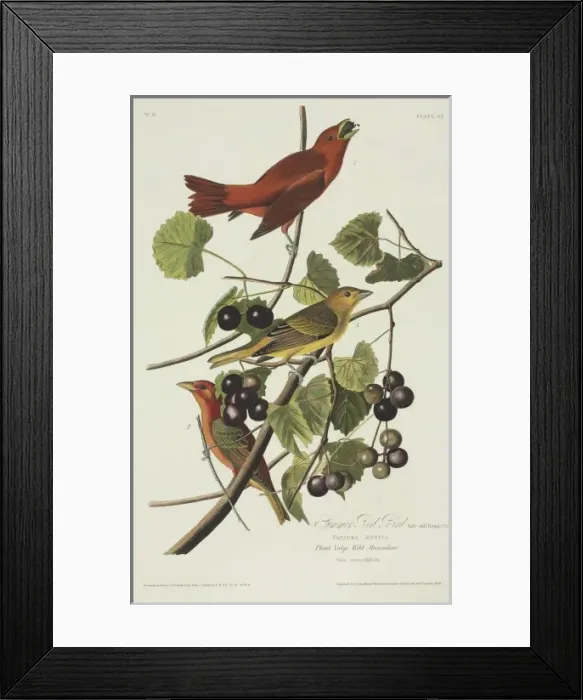 Framed Print : Piranga rubra, summer tanager Framed Print : Piranga rubra, summer tanager