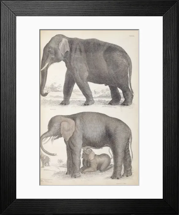 Framed Print : Elephas maximus, Asian elephant & Loxodonta africana, Africa Framed Print : Elephas maximus, Asian elephant & Loxodonta africana, Africa