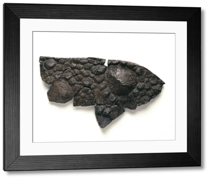 Framed Print : Polacanthus skin impression Framed Print : Polacanthus skin impression