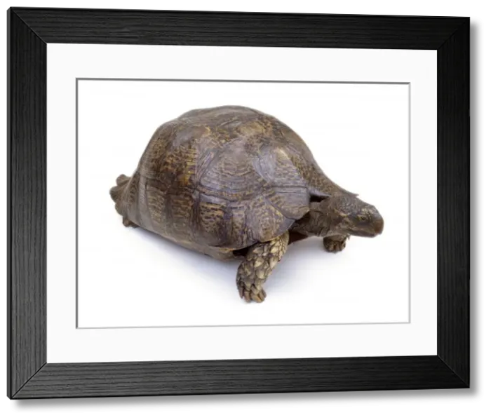 Framed Print : Mounted tortoise specimen Framed Print : Mounted tortoise specimen
