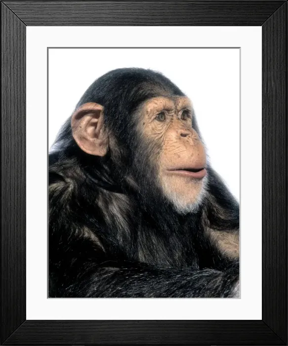 Framed Print : Pan troglodytes, chimpanzee Framed Print : Pan troglodytes, chimpanzee