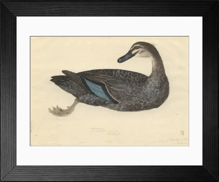 Framed Print : Anas superciliosa, Pacific black duck Framed Print : Anas superciliosa, Pacific black duck