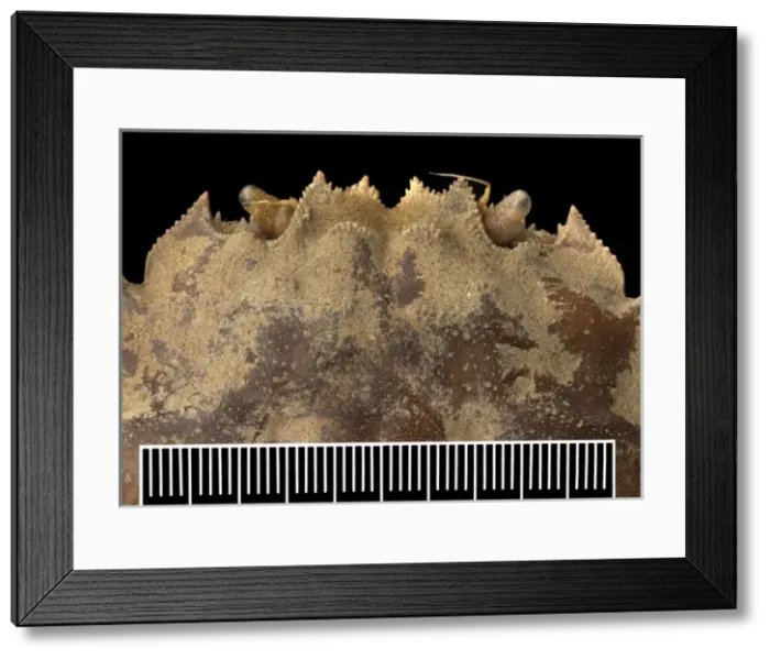 Framed Print : Eriocheir sinensis, Chinese mitten crab Framed Print : Eriocheir sinensis, Chinese mitten crab