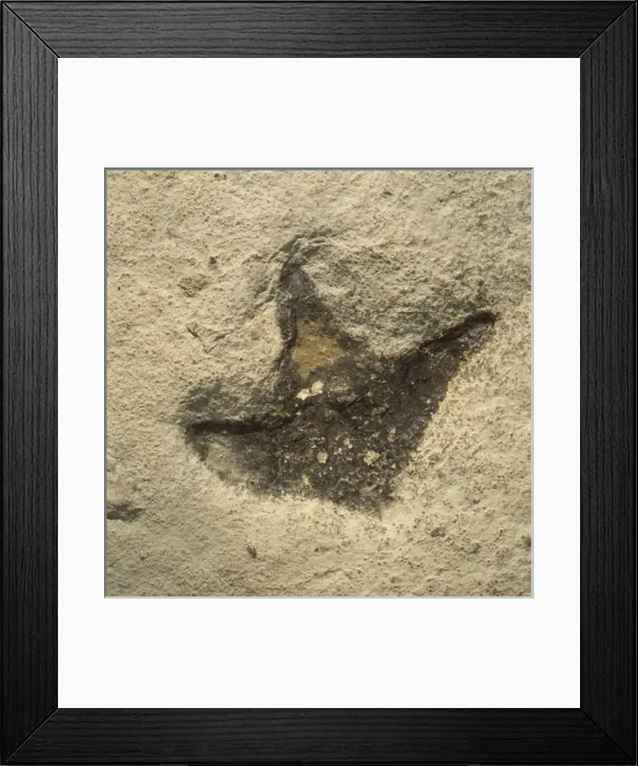 Framed Print : Dinosaur footprint Framed Print : Dinosaur footprint