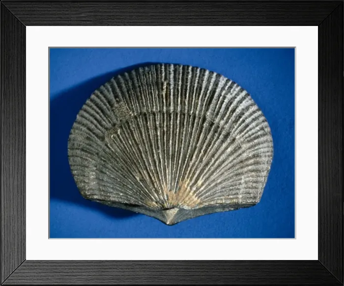 Framed Print : Doleorthis, brachiopod Framed Print : Doleorthis, brachiopod