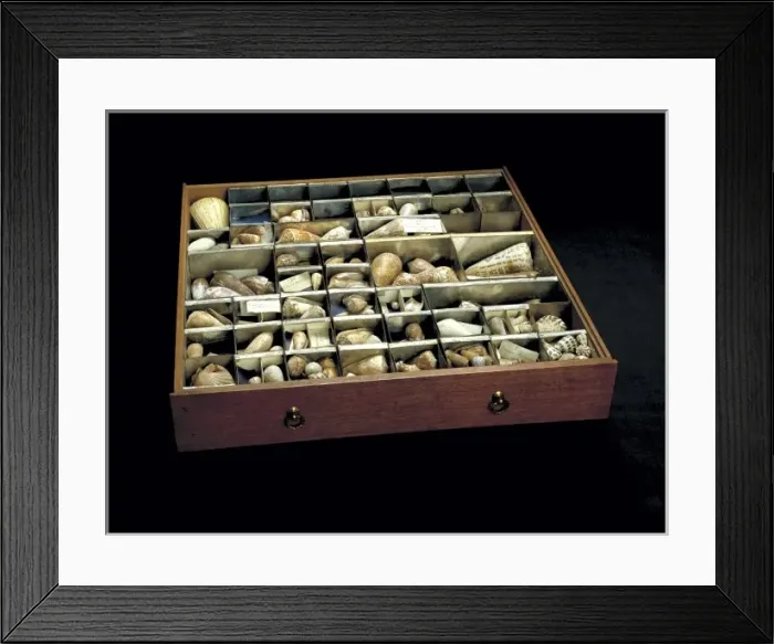 Framed Print : Shells from Sir Joseph Banks collection Framed Print : Shells from Sir Joseph Banks collection