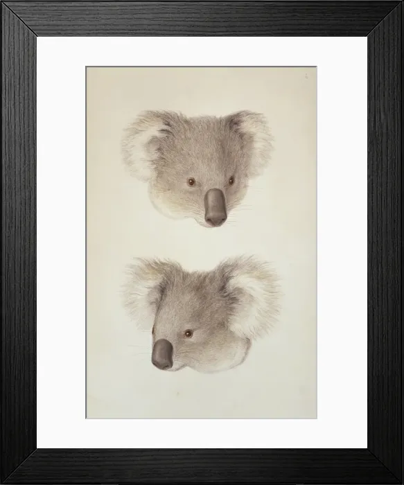 Framed Print : Phascolarctos cinereus, koala Framed Print : Phascolarctos cinereus, koala