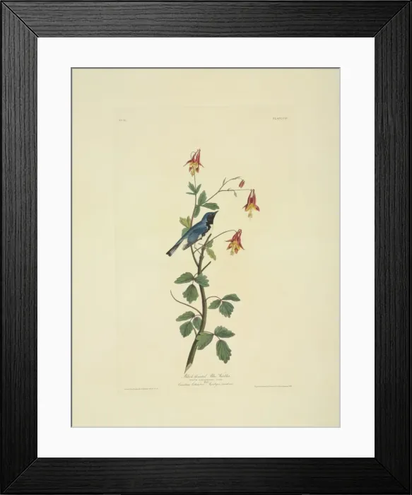 Framed Print : Dendroica caerulescens, black-throated blue warbler Framed Print : Dendroica caerulescens, black-throated blue warbler