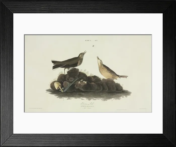 Framed Print : Anthus spinoletta, water pipit Framed Print : Anthus spinoletta, water pipit