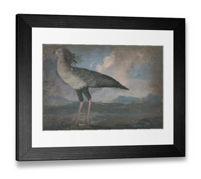 Framed Print : Sagittarius serpentarius, secretary bird Framed Print : Sagittarius serpentarius, secretary bird