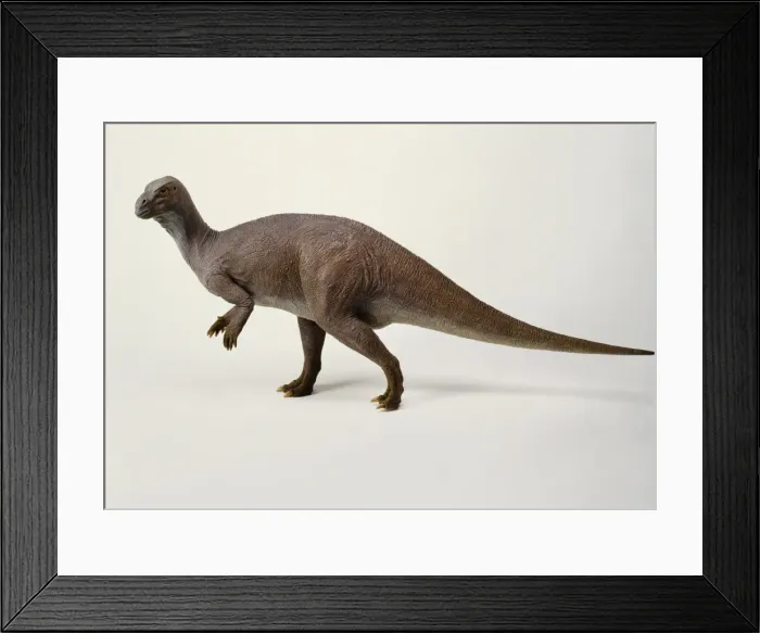 Framed Print : Iguanodon model, 1990s Framed Print : Iguanodon model, 1990s
