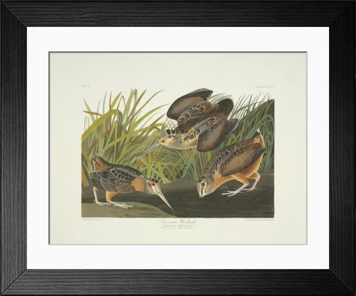 Framed Print : Scolopax minor, American woodcock Framed Print : Scolopax minor, American woodcock
