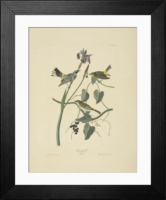 Framed Print : Dendroica coronata, yellow-rumped warbler Framed Print : Dendroica coronata, yellow-rumped warbler
