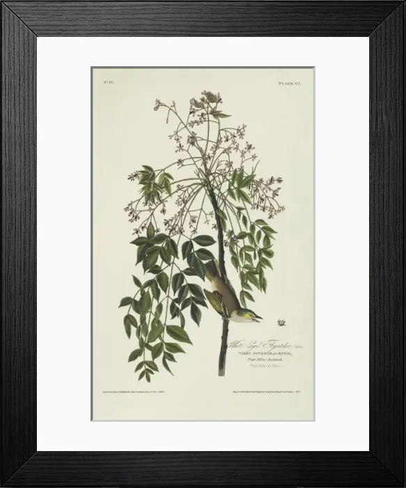 Framed Print : Vireo griseus, white-eyed vireo Framed Print : Vireo griseus, white-eyed vireo