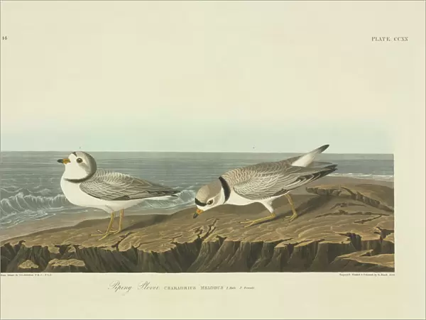 Charadrius melodus, piping plover