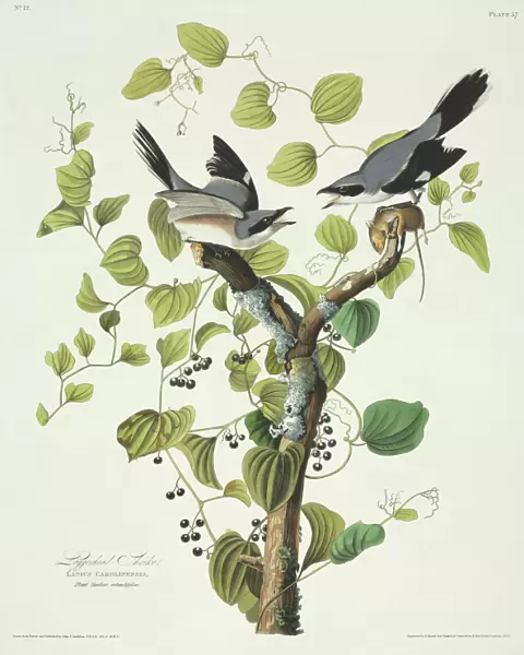 Lanius ludovicianus, loggerhead shrike