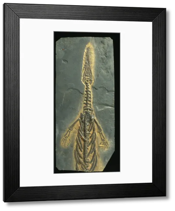Framed Print : Mesosaurus tenuidens fossil Framed Print : Mesosaurus tenuidens fossil