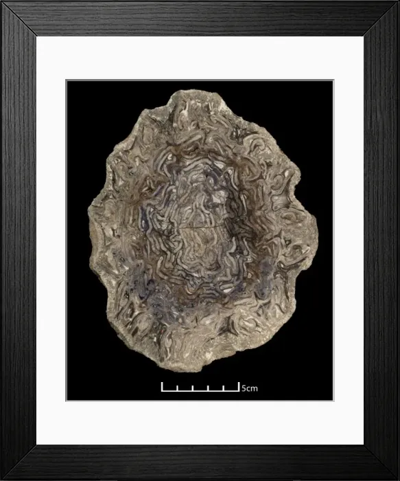 Framed Print : Psaronius, tree fern Framed Print : Psaronius, tree fern