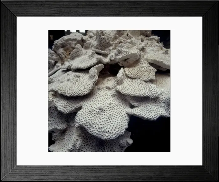 Framed Print : Marine coral Framed Print : Marine coral