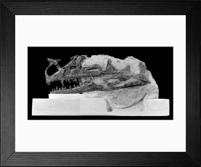 Framed Print : Proceratosaurus fossil skull