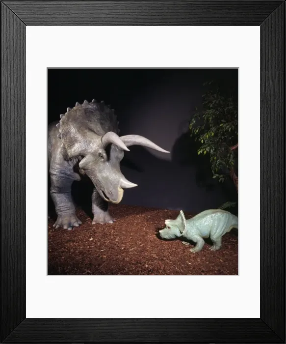 Framed Print : Triceratops
