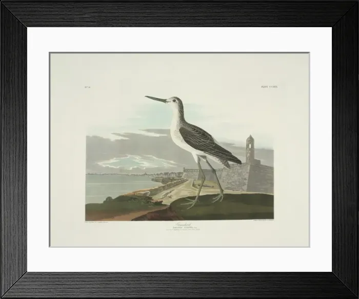 Framed Print : Tringa nebularia, common greenshank Framed Print : Tringa nebularia, common greenshank
