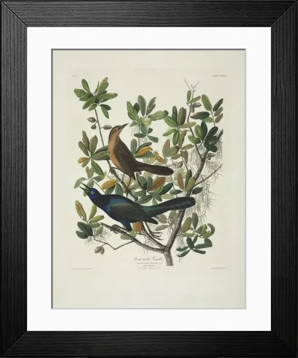 Framed Print : Quiscalus major, boat-tailed grackle Framed Print : Quiscalus major, boat-tailed grackle