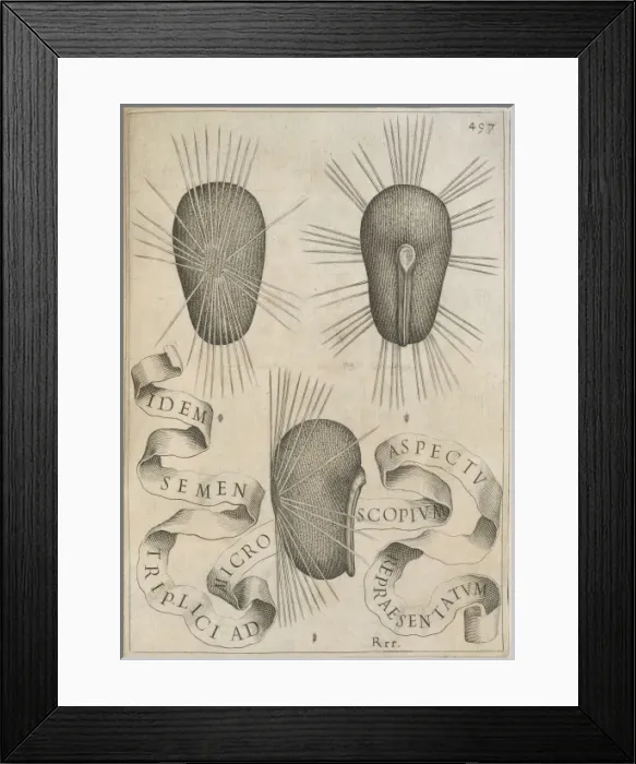 Framed Print : Hibiscus seeds Framed Print : Hibiscus seeds