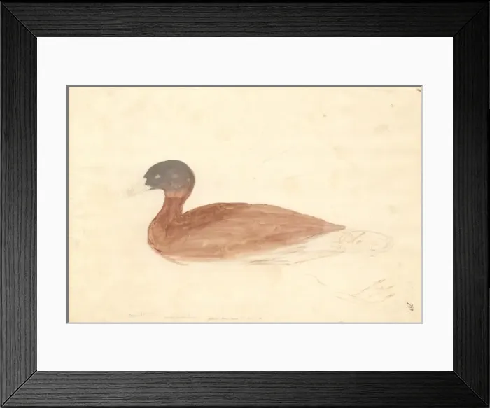 Framed Print : Tadorna cana, South African shelduck Framed Print : Tadorna cana, South African shelduck
