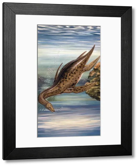 Framed Print : Plesiosaurus Framed Print : Plesiosaurus