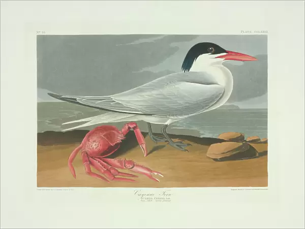 Sterna maxima, royal tern