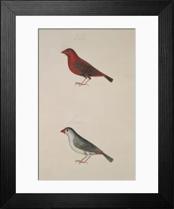Framed Print : Amandava amandava, red avadavat Framed Print : Amandava amandava, red avadavat