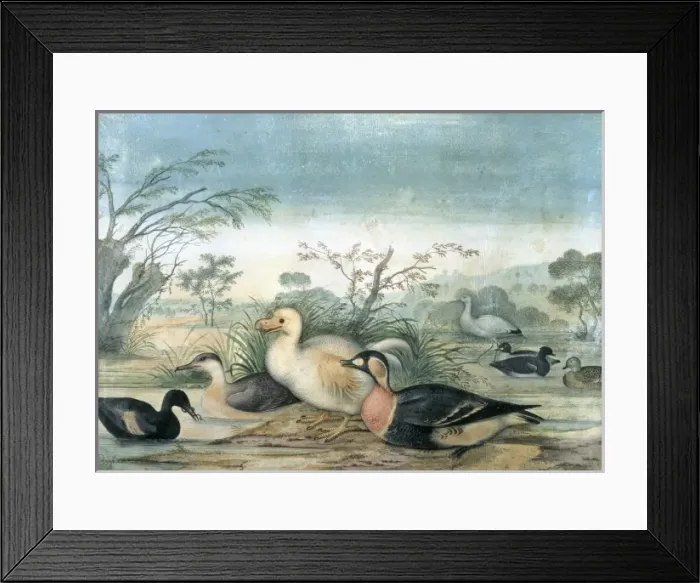 Framed Print : Raphus solitarius, Reunion white dodo Framed Print : Raphus solitarius, Reunion white dodo