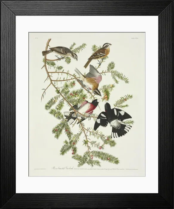 Framed Print : Pheucticus ludovicianus, rose-breasted grosbeak Framed Print : Pheucticus ludovicianus, rose-breasted grosbeak
