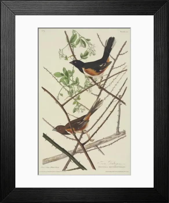Framed Print : Pipilo erythropthalmus, eastern towhee Framed Print : Pipilo erythropthalmus, eastern towhee