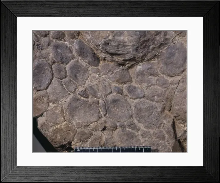Framed Print : Euoplocephalus cutleri Framed Print : Euoplocephalus cutleri