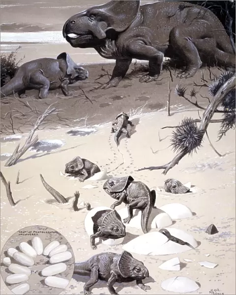 Protoceratops