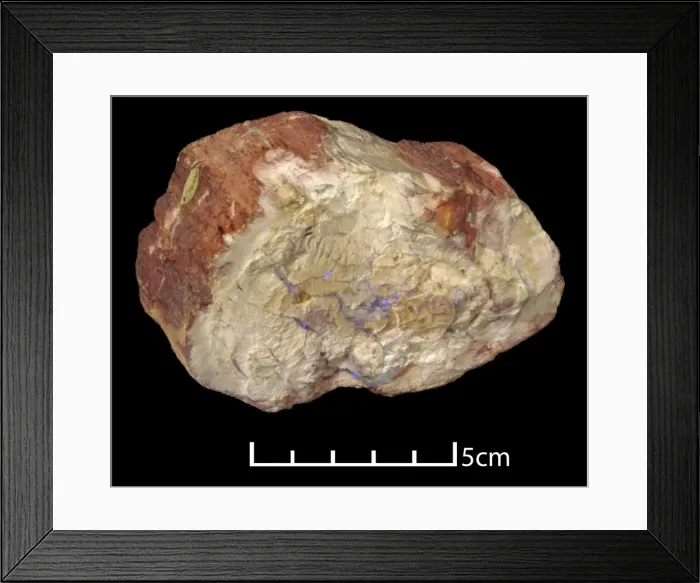Framed Print : Petrified conifer trunk Framed Print : Petrified conifer trunk