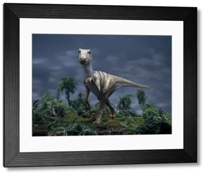 Framed Print : Deinonychus Framed Print : Deinonychus