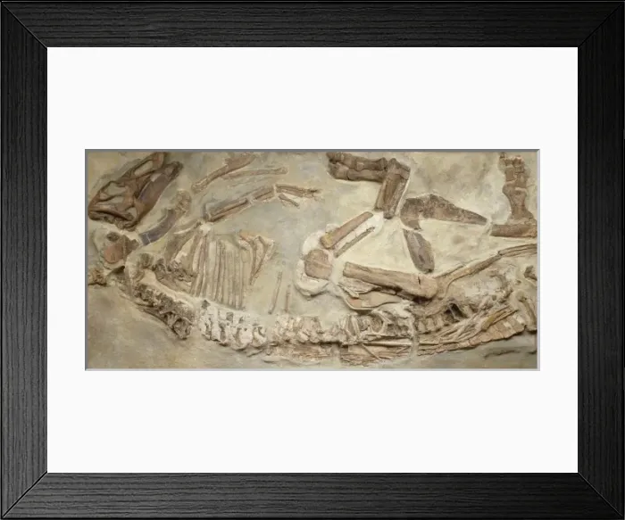 Framed Print : Edmontosaurus regalis skeleton Framed Print : Edmontosaurus regalis skeleton