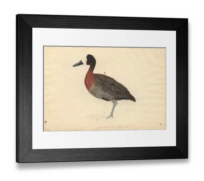 Framed Print : Dendrocygna viduata, white-faced whistling duck Framed Print : Dendrocygna viduata, white-faced whistling duck