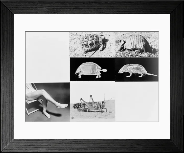 Framed Print : Tortoise and armadillo comparison Framed Print : Tortoise and armadillo comparison